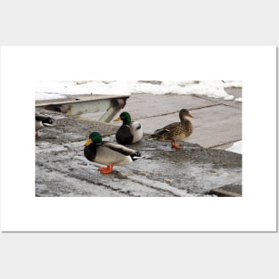 Three Winter Mallard Ducks Posters and Art